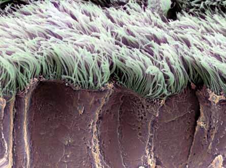 Resultado de imagen de cilios y flagelos microscopio